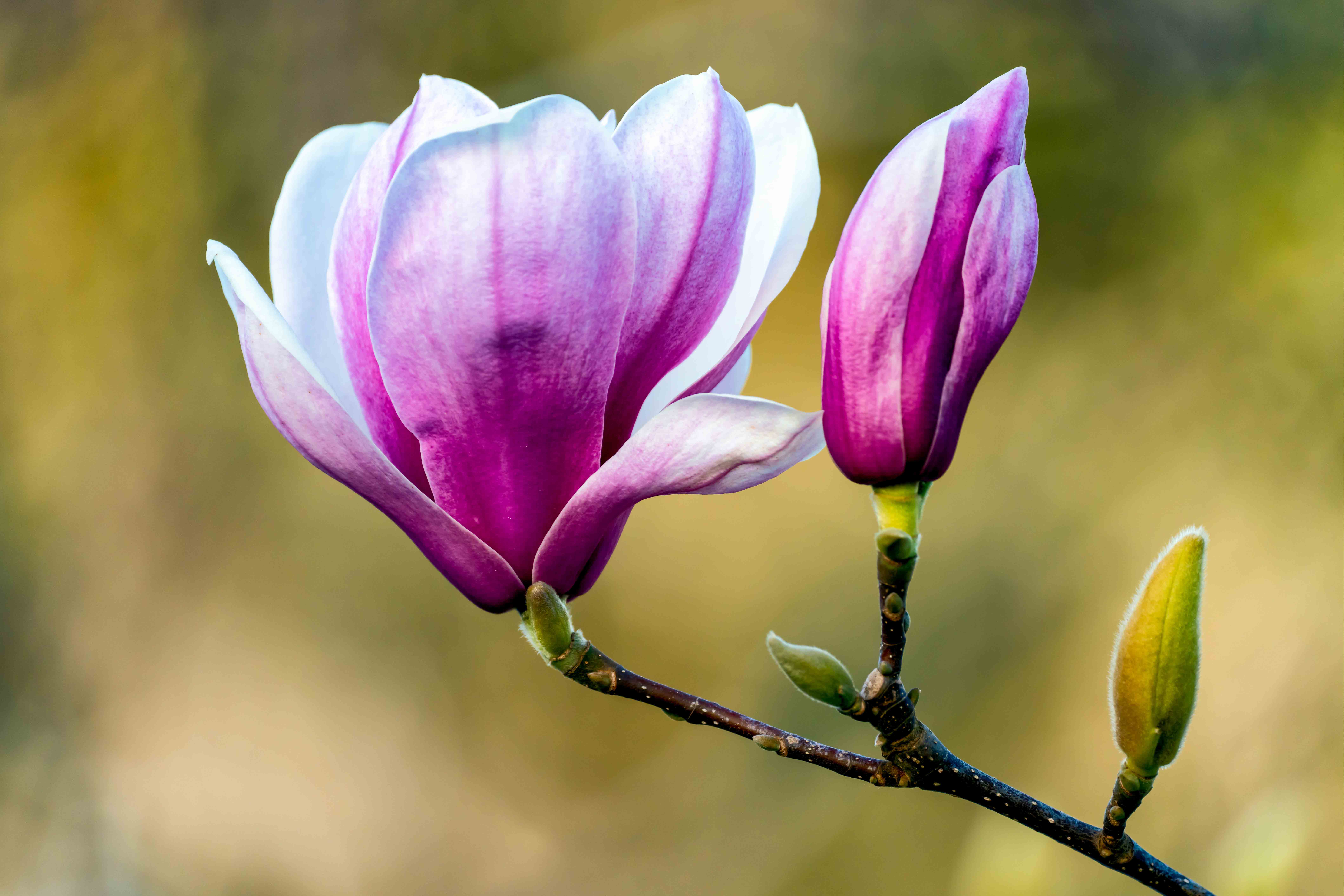 flower 2 450