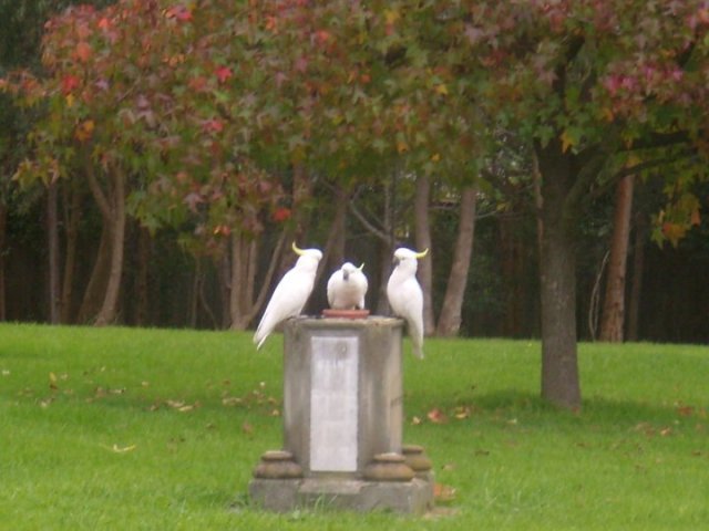 JSCCockatoos UnholyTrinity0